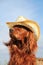 Red irish setter in hat