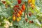 Red italian datterini pomodori tomatoes growing in greenhouse, used for passata, pasta and salades