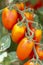 Red italian datterini pomodori tomatoes growing in greenhouse, used for passata, pasta and salades