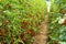 Red italian datterini pomodori tomatoes growing in greenhouse, used for passata, pasta and salades