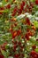 Red italian datterini pomodori tomatoes growing in greenhouse, used for passata, pasta and salades