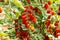 Red italian datterini pomodori tomatoes growing in greenhouse, used for passata, pasta and salades