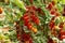 Red italian datterini pomodori tomatoes growing in greenhouse, used for passata, pasta and salades