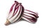 Red italian radicchio chicory