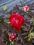 Red Itoh Peony in spring home garden