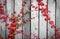 Red ivy climbing on wood fence. Creeper plant on gray and white wooden wall of house. Ivy vine growing on wood panel. Vintage