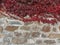 Red ivy crawls on a wall built of stones. Concept suitable as a background.