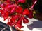 Red Ivyleaf Geranium Close Up