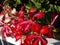 Red Ivyleaf Geranium Close Up