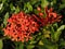 The red Ixora