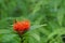 Red ixora coccinea flower on natural green background