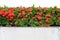 Red Ixora coccinea plants or Jungle Geranium,