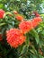 Red ixora flower closeups on the tree