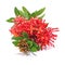 Red ixora flower isolated cut out on white background