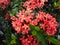 Red ixora flower on its bush