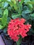 Red ixora flower on the Nursery plants. West Indian Jasmine the plants possess leathery leaves, ranging from 3 to 6 inches.