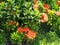 Red Ixora Flower or Spike Flower, in garden and water spalsh