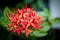 Red Ixora flowers