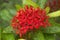 Red Ixora flowers in bloom