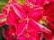 Red Ixora in Jamaica