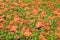 Red Ixora or West Indian Jasmine