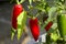 Red Jalepeno peppers on the plant