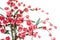 Red Japanese flowering cherry