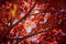 Red Japanese leaves background
