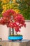 Red Japanese maple bonsai tree changing colors in the garden