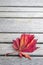Red Japanese Maple Leaf on Wood Bench Background