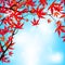 Red Japanese Maple leaves against blue sky. EPS 8