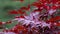 Red Japanese maple leaves. Traditional garden tree in Japan. Autumn leaf color.