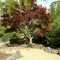Red Japanese Maple Tree in Japanese Garden Setting