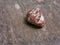 Red jasper with white and black veins on wood surface