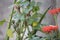 Red jatropha flower and its fruit that appeared