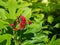 red Jatropha integerrima or Spicy Jatropha in the garden, Flower background