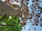 Red jatropha tree in the dry season of Southeast Asia