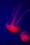 Red Jellyfish