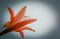 Red Jersey lily, Amaryllis belladonna, amaryllis lily flower
