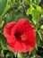 Red juba or hibiscus flowers with beautiful petals are blooming in my roof garden. And this is taken on my camera.