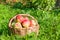 Red juicy apples in the autumn