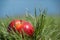 Red juicy solid apple fruit lying under sunlight on green grass.