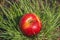 Red juicy solid apple fruit lying under sunlight on green grass. Concept of natural nutrition organic healthy food diet,