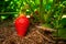 Red juicy strawberries grow in the garden, close-up. Soil with growing strawberries in their dry grass mulch