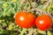 Red and juicy tomatoes on a branch