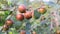 Red jujube fruits or apple kul boroi on a tree branch in the garden