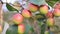 Red jujube fruits or apple kul boroi on a tree branch in the garden