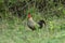 Red Jungle-fowl