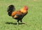 Red Jungle Fowl on green grass