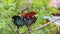 Red jungle fowl perching on tree branch